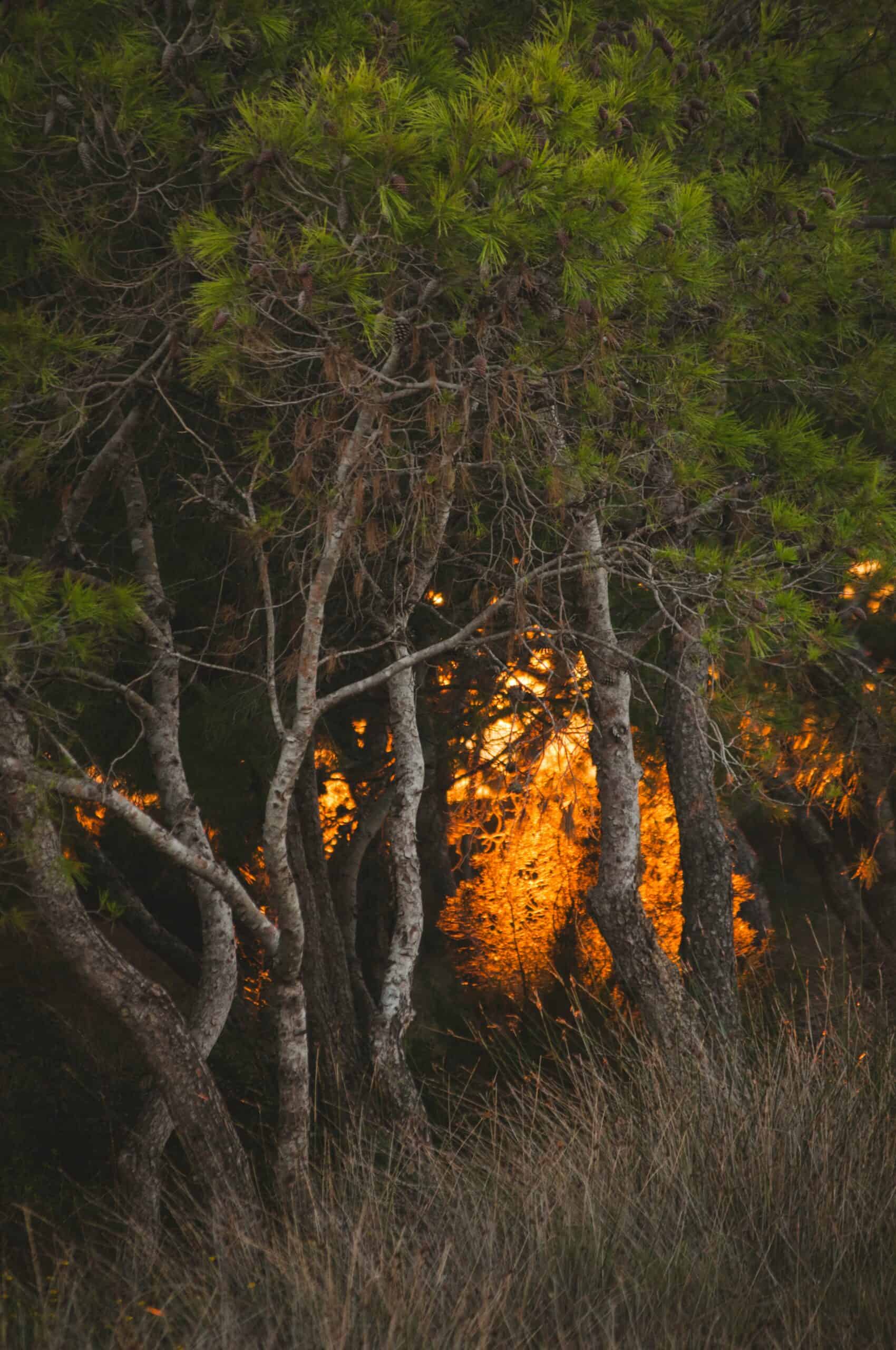The Hidden Dangers of Fire in a Pine Forest